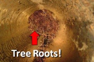 Phoenix Sewer camera tree roots